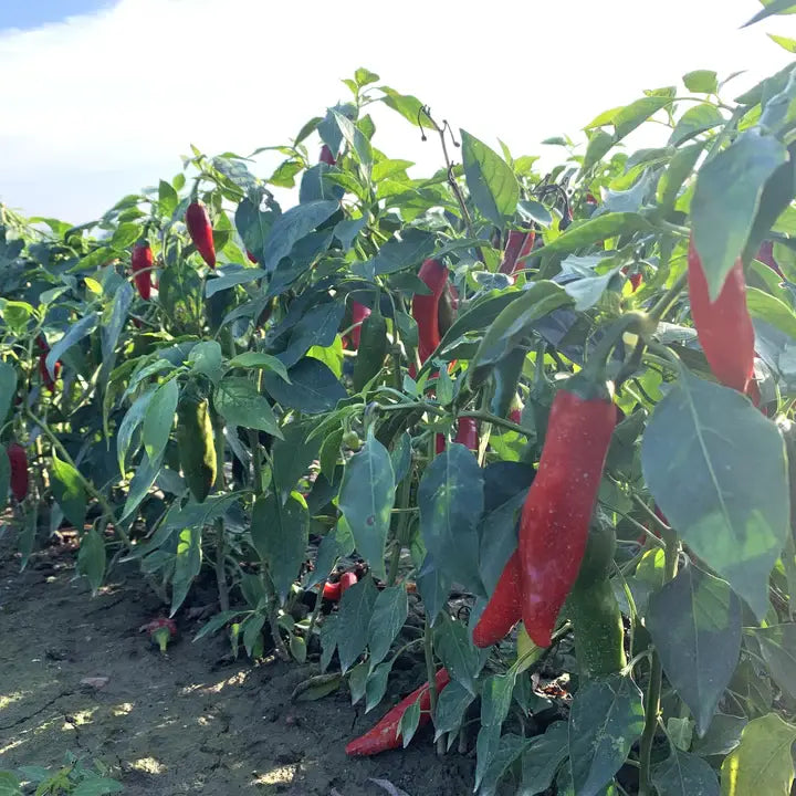 Red peppers growing on plants in a field