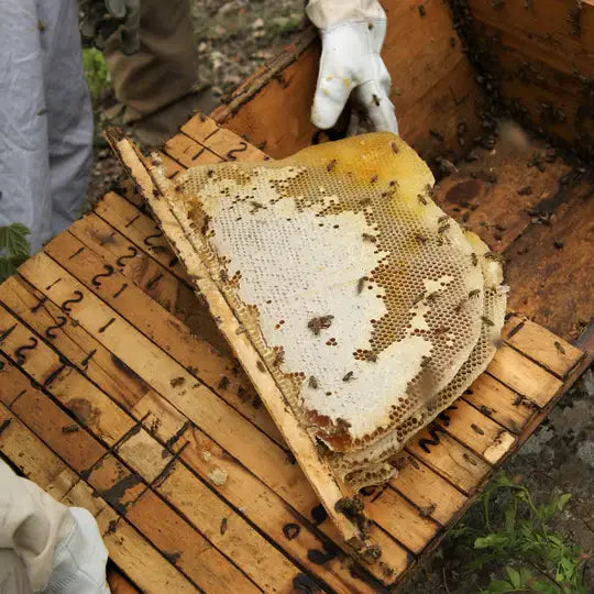 Person wearing gloves holding a honeycomb frame with bees from a beehive.
