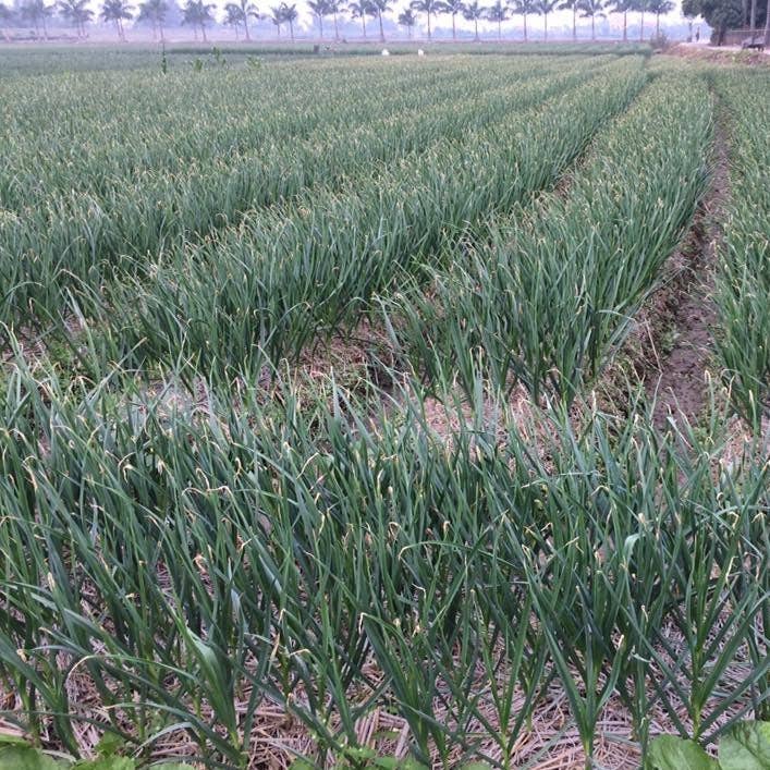 Field of green plants with a clear sky in the background
