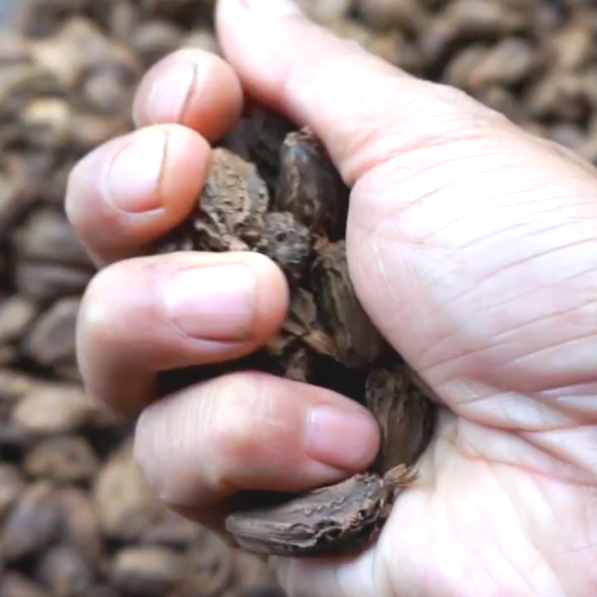 Hand holding a cluster of dried brown plant material with a blurred background