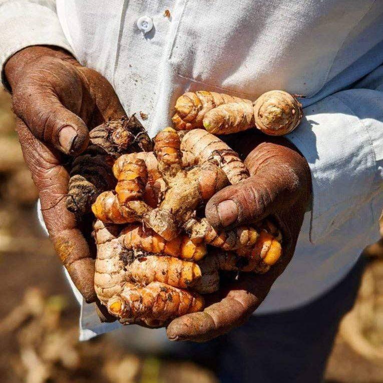 New Harvest Turmeric - Single Origin Spice & Seasoning