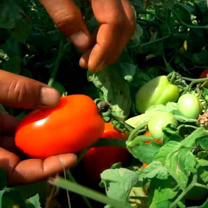 Person holding a red tomato in a garden with green plants and tomatoes.