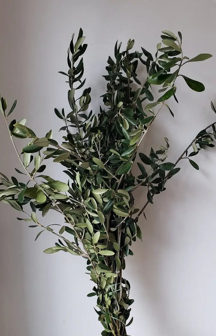 Dry Olive Branches bunch