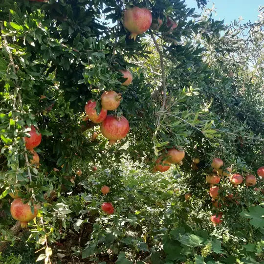 Pomegranates hanging from a tree with green leaves