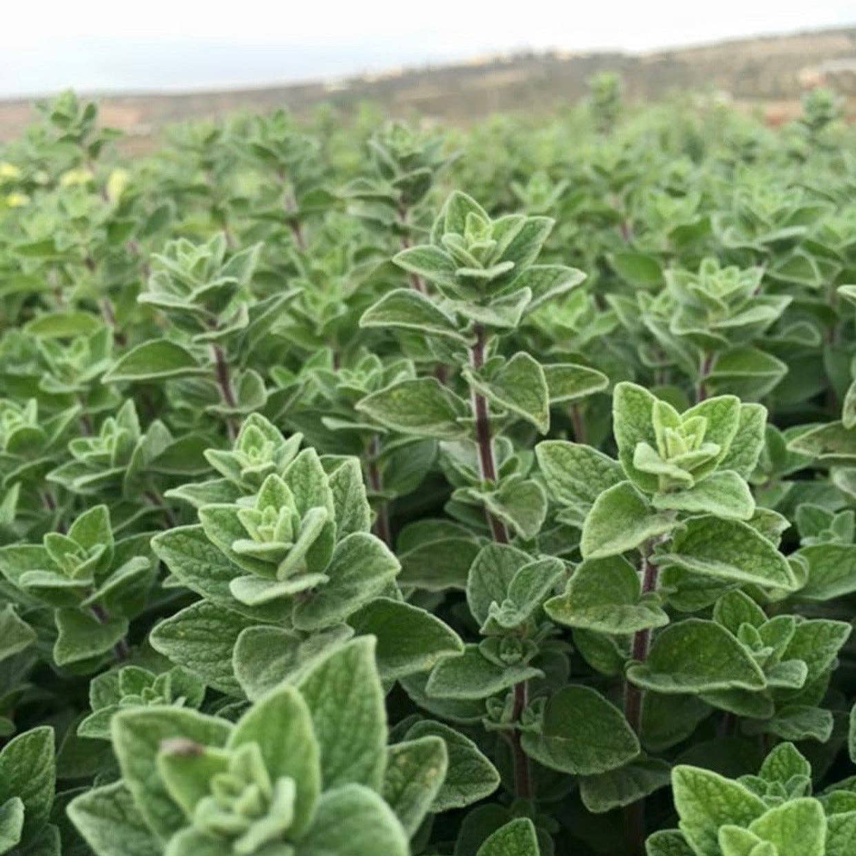 Close-up of a field of green plants with a blurred background