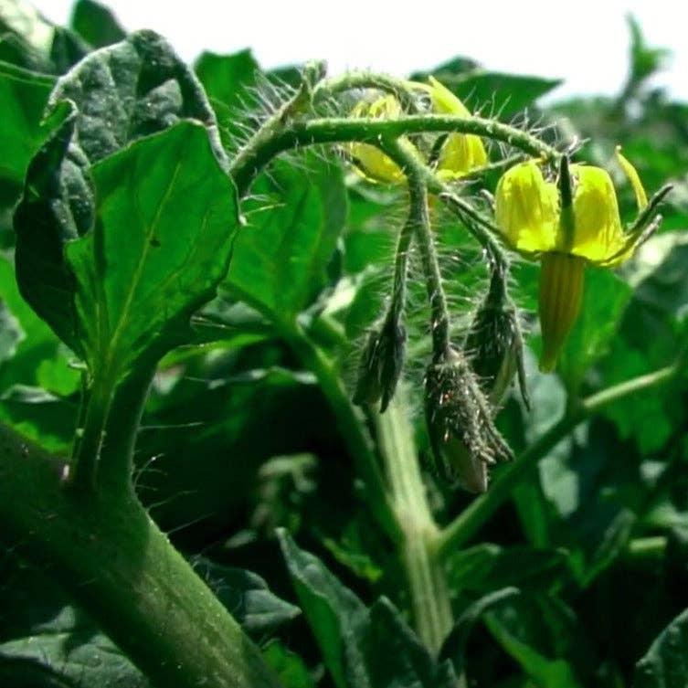 Tomato plant with green leaves and yellow flowers in a garden setting