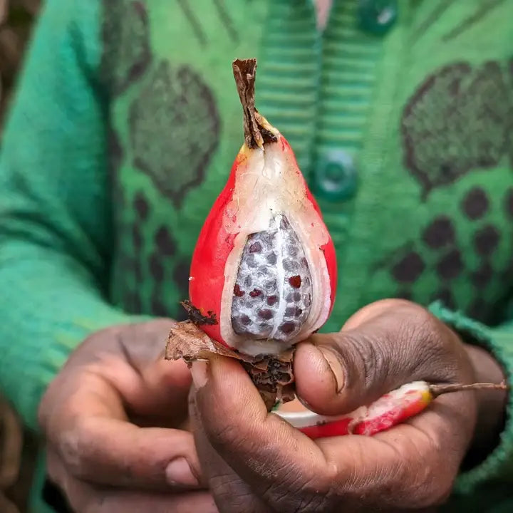 Berbere - Single Origin Spice & Seasoning Blend