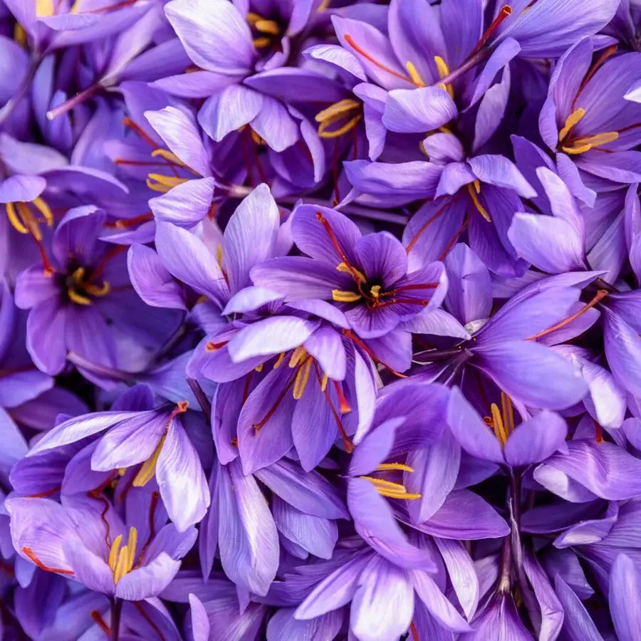 Saffron Golden Milk - Single Origin Spice Blend