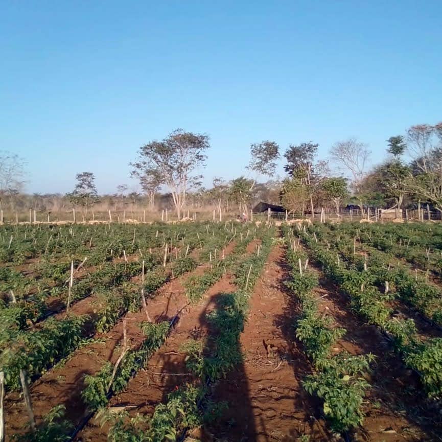 Gardening area with rows of plants under a clear blue sky