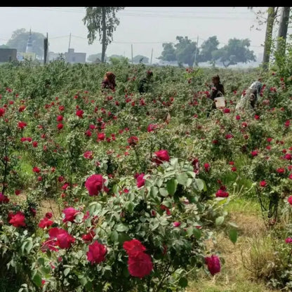 Field of red roses with people working among the bushes