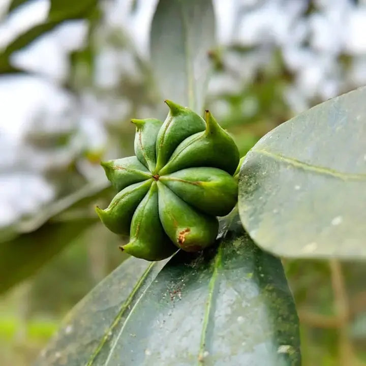 Burlap &amp; Barrel Five Spice Blend