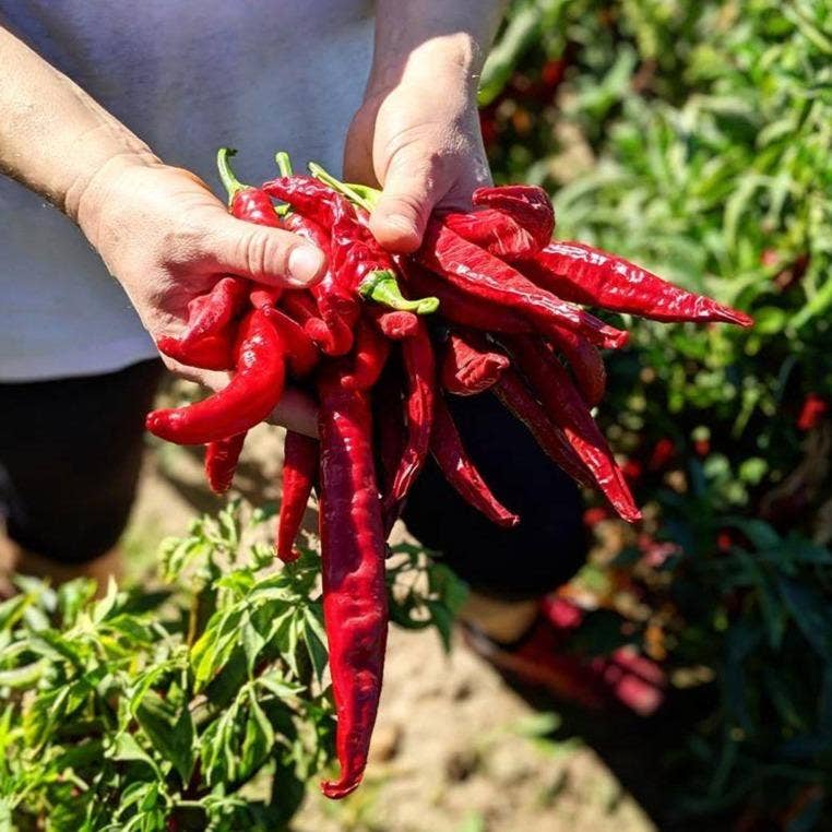 Person holding a bundle of red chili peppers in a garden setting