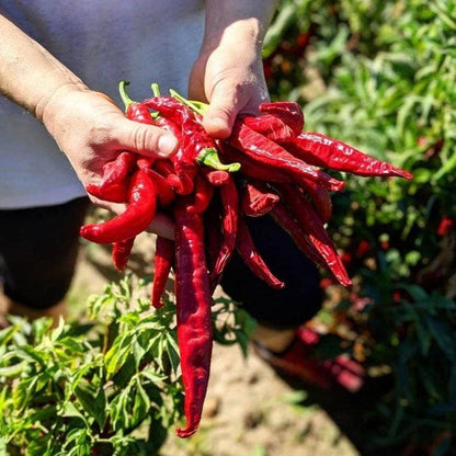 Person holding a bundle of red chili peppers in a garden setting
