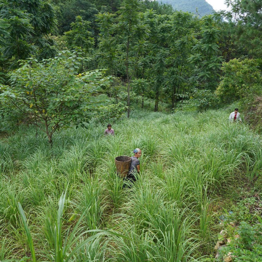 Drumstick Lemongrass - Single Origin Spice &amp; Seasoning
