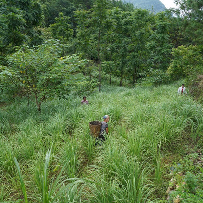 Drumstick Lemongrass - Single Origin Spice &amp; Seasoning