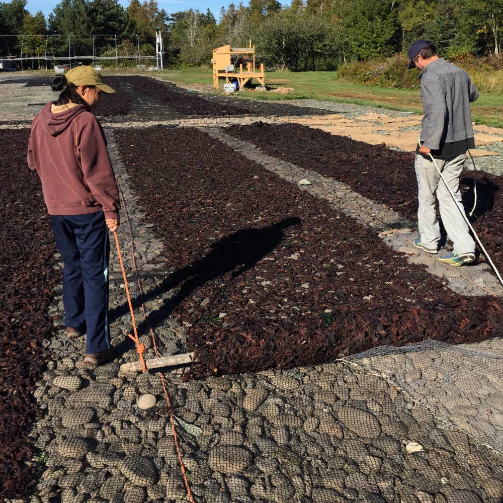 Two people working with dark material on a gravel surface, surrounded by trees.