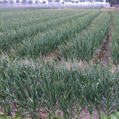 Field of green plants with a clear sky in the background