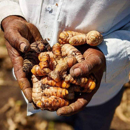 New Harvest Turmeric - Single Origin Spice &amp; Seasoning