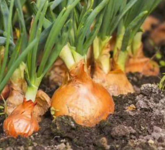 Minced Onion - Foodservice - Single Origin Spice