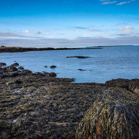 Rugged coastline with rocks and seaweed under a blue sky.