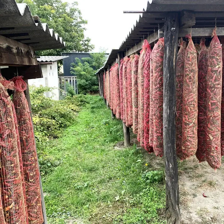 Rows of netted bags filled with peppers hanging under a wooden shelter with greenery in the background.