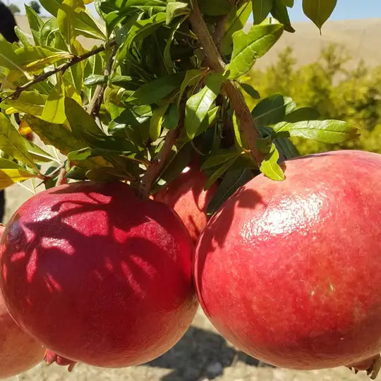 Pomegranates hanging from a tree with a natural background