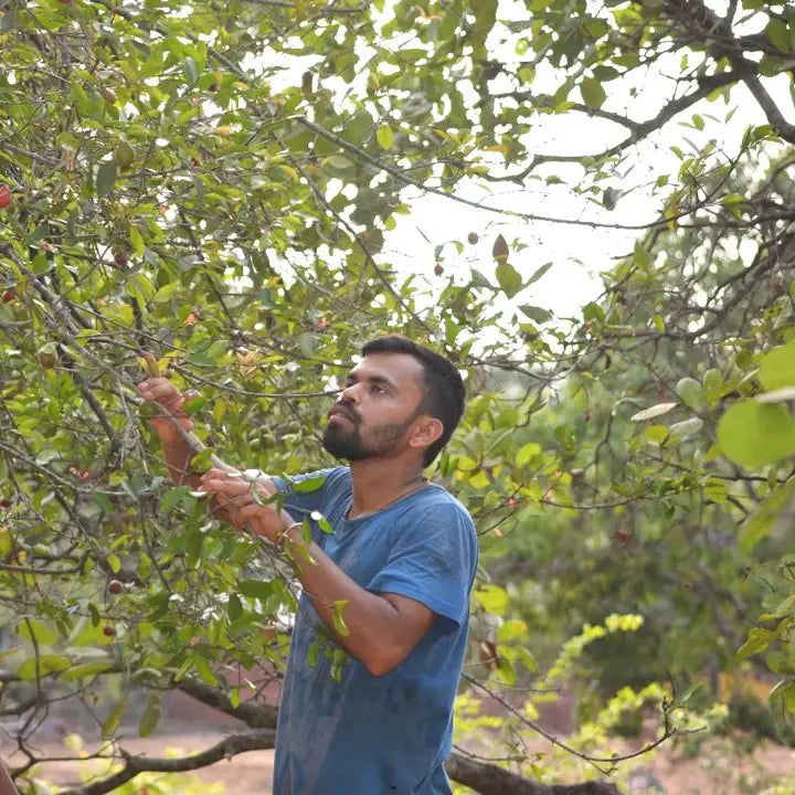 Man in a blue shirt inspecting a mango tree with green leaves and branches in the background