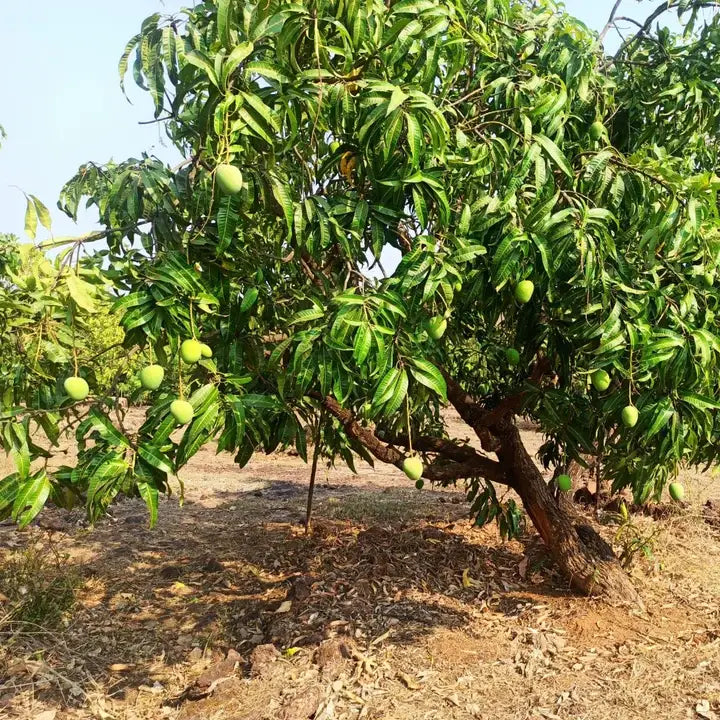 Mango tree with green fruits and leaves in a natural setting