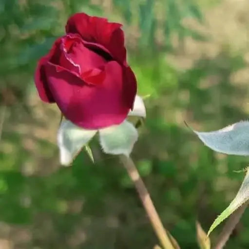Close-up of a red rose bud with green leaves on a blurred natural background