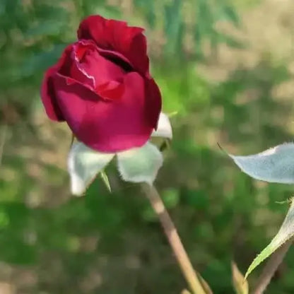 Close-up of a red rose bud with green leaves on a blurred natural background