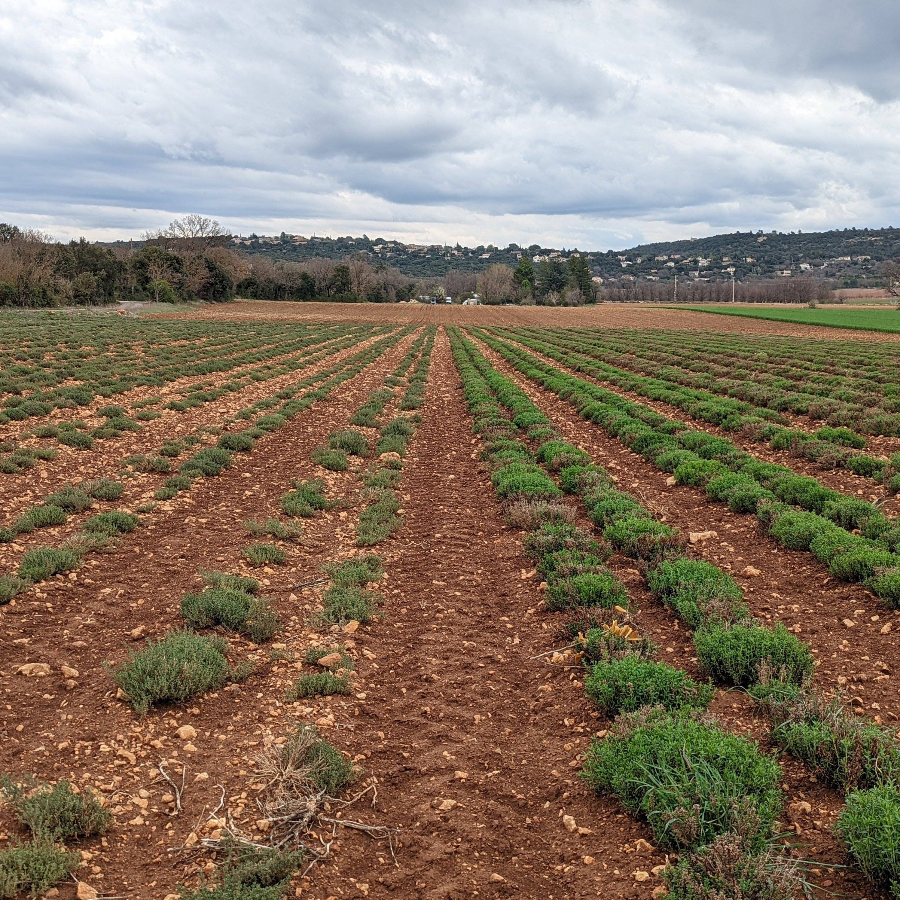 Lavender field with rows of plants under a cloudy sky