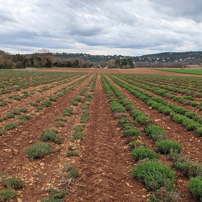 Lavender field with rows of plants under a cloudy sky