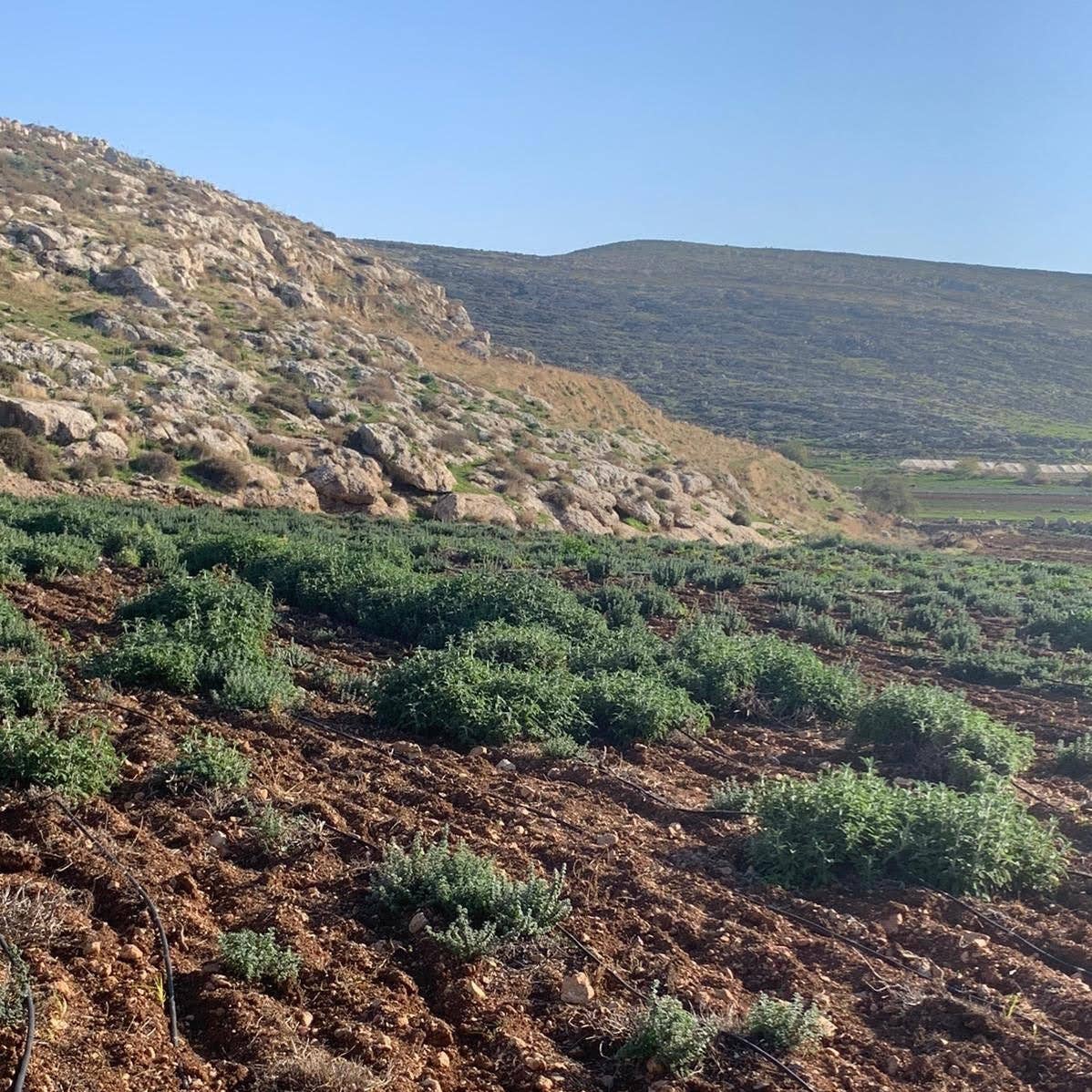 Hilly landscape with greenery and a clear blue sky