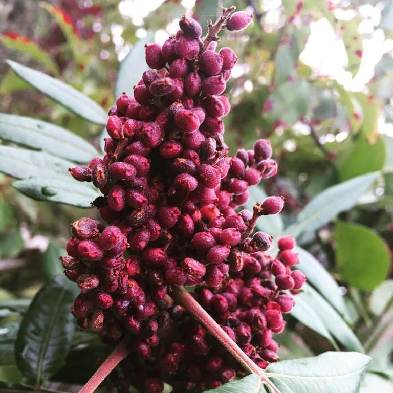 Sumac plant