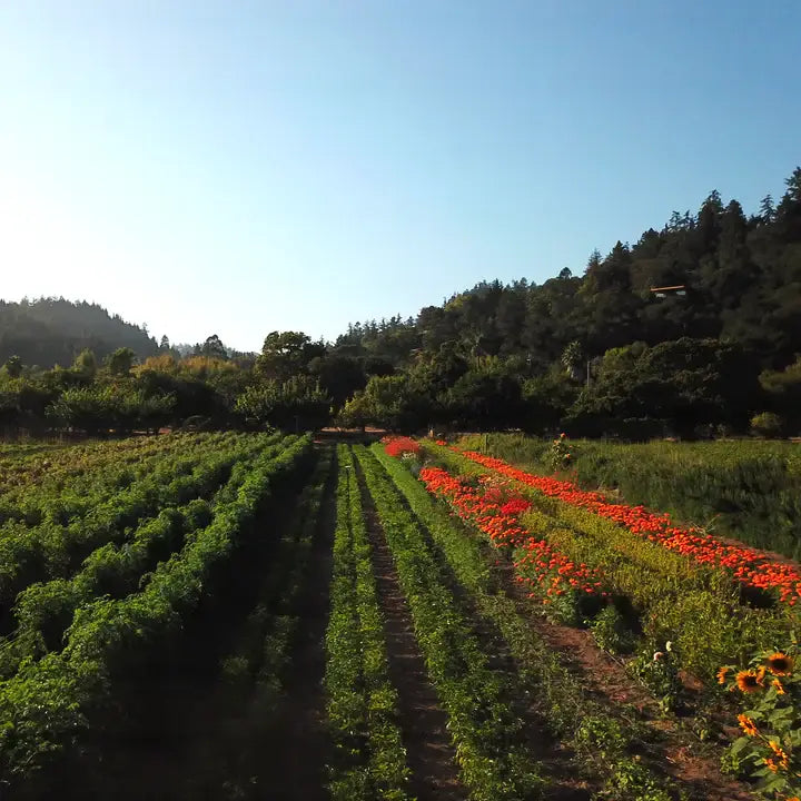 Agricultural field with rows of crops and a small patch of red flowers under a clear blue sky.