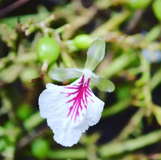 White flower with pink center on a blurred green background