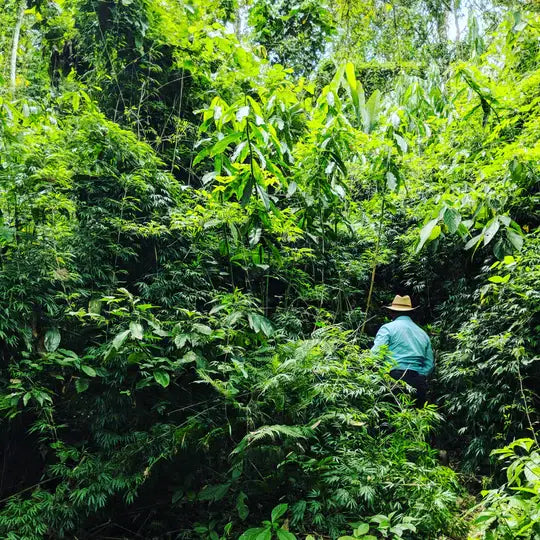 Person walking through a dense green forest