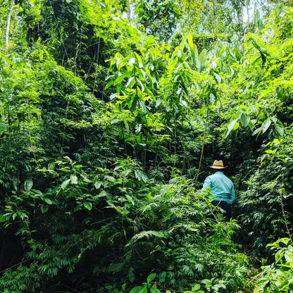Person walking through a dense green forest