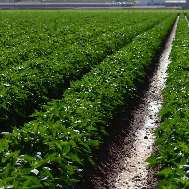 Row of green plants growing in a field with a clear sky.