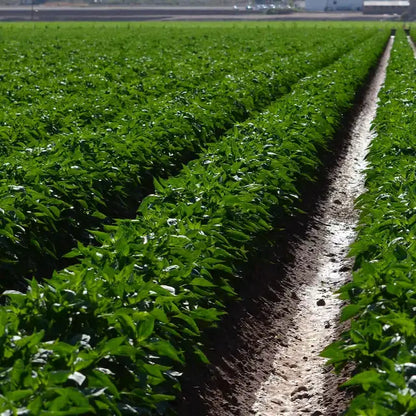 Row of green plants growing in a field with a clear sky.