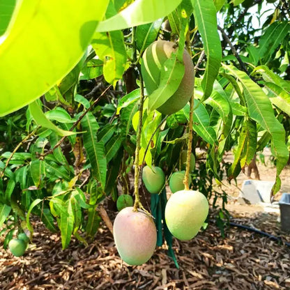 Mangoes hanging from a tree with green leaves in a natural setting