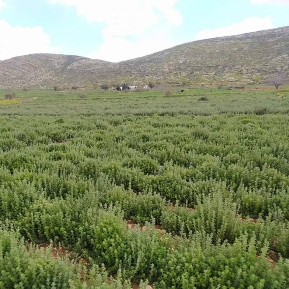 Green field with hills in the background
