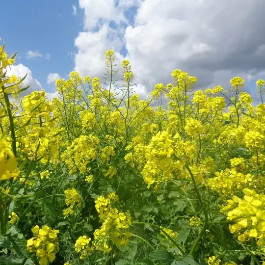 Yellow flowers under a blue sky with white clouds
