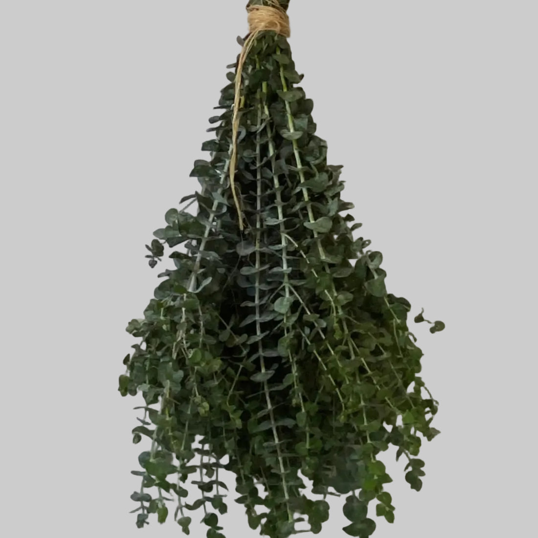 Potted plant hanging on a tiled wall
