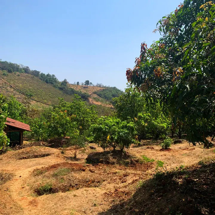 A rural landscape with mango trees and a clear blue sky
