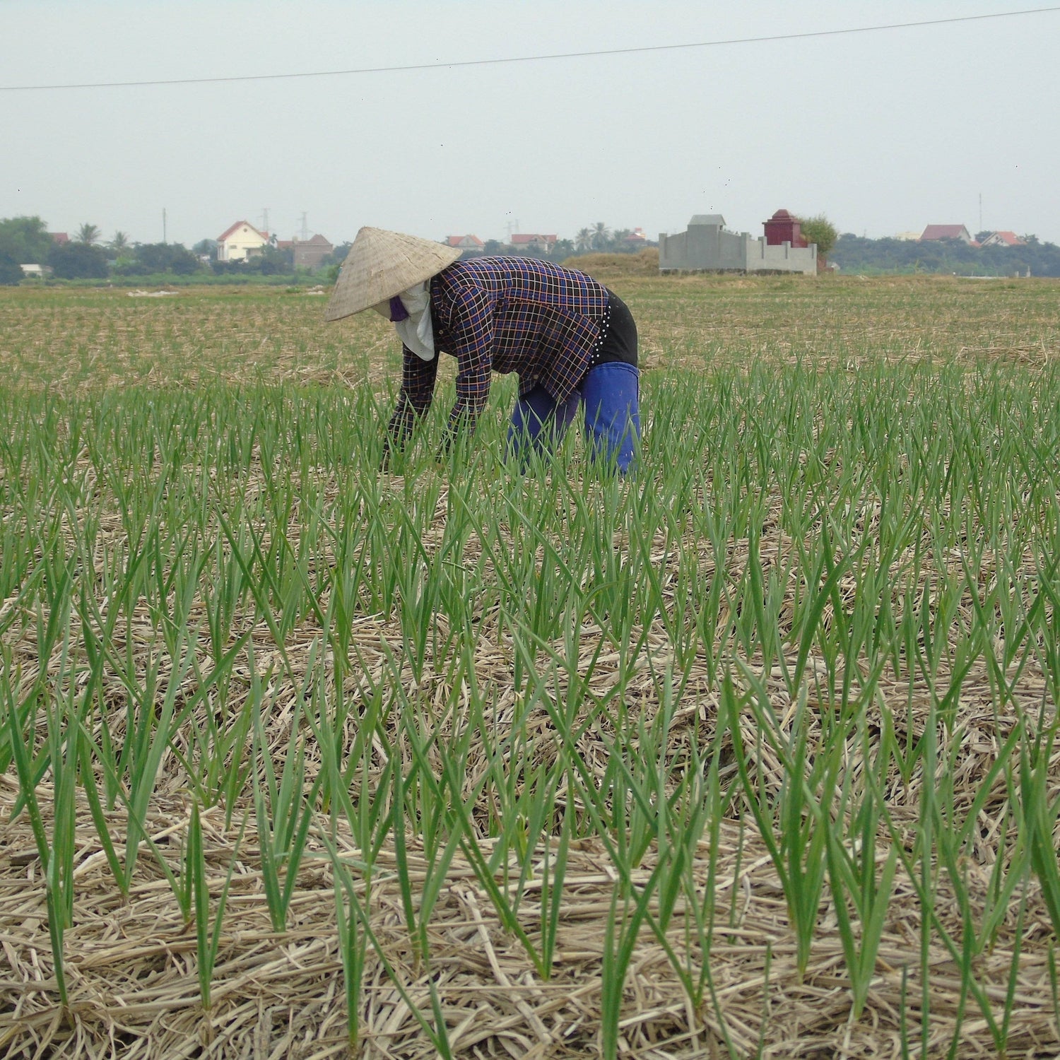 Person working in a field wearing a traditional hat