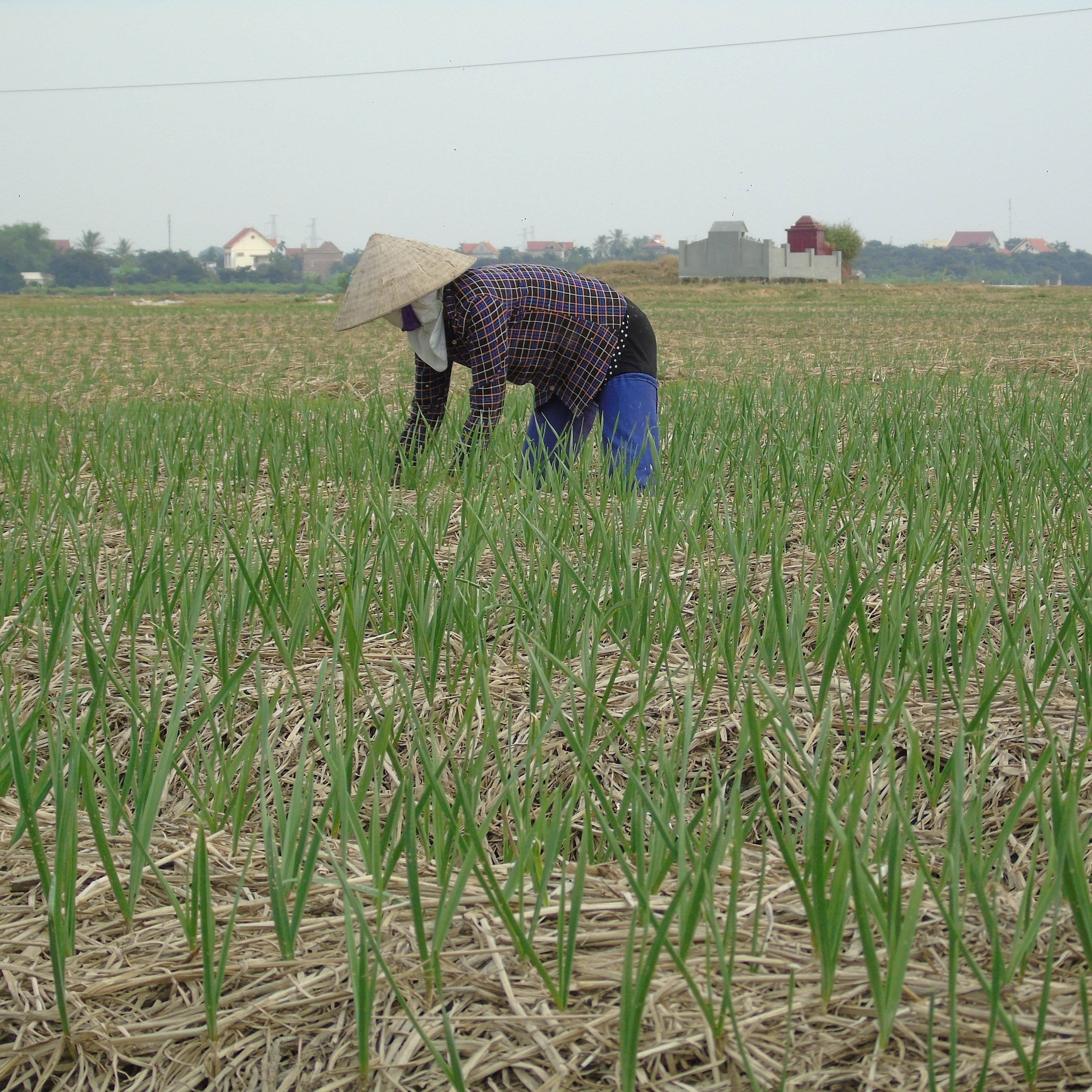Person working in a field wearing a traditional hat