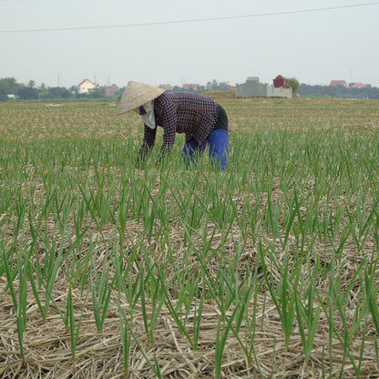 Person working in a field wearing a traditional hat