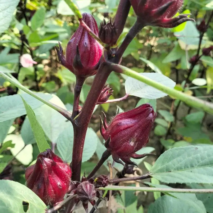 Close-up of red hibiscus flowers on a green plant