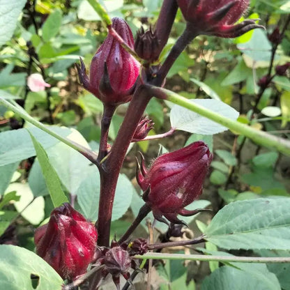 Close-up of red hibiscus flowers on a green plant